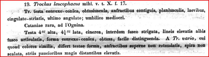 Ravenna spiaggia (Gibbula 13 -1907/8/9)